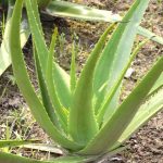 What Aloe Vera Can Do for Your Health and Beauty
