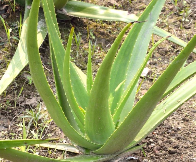 What Aloe Vera Can Do for Your Health and Beauty