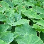 The Power of Colocasia Leaves: A Rich Source of Vitamins, Minerals, and Antioxidants & A Superfood for High Blood Pressure, Digestion, and Weight Loss
