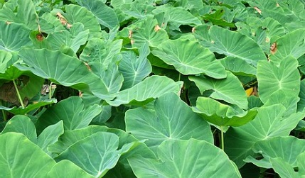 The Power of Colocasia Leaves: A Rich Source of Vitamins, Minerals, and Antioxidants & A Superfood for High Blood Pressure, Digestion, and Weight Loss